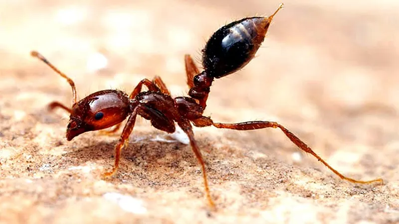 Abbotsford Ant Control