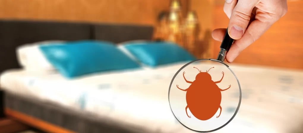 Bed Bug Control Surrey