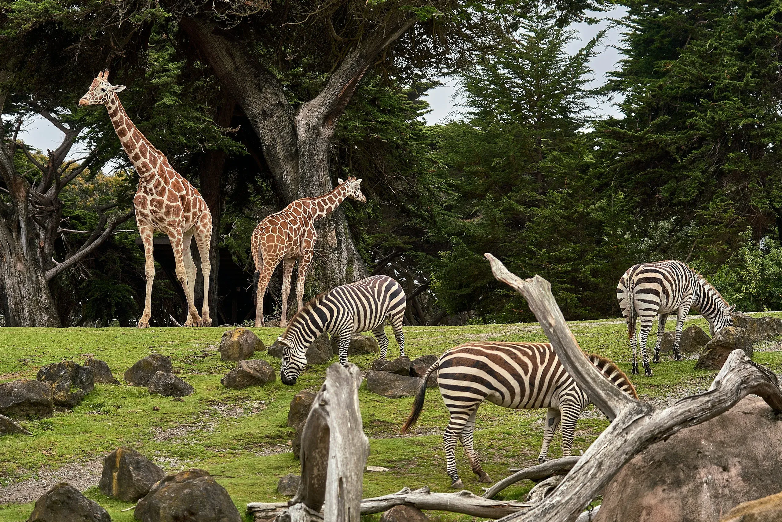 Best Zoo Designers in the World